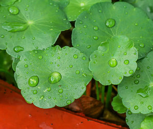 Centella