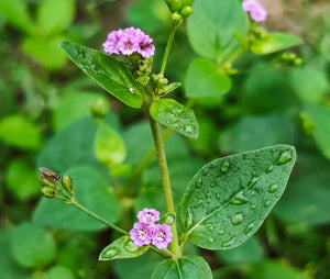 Boerhavia Diffusa